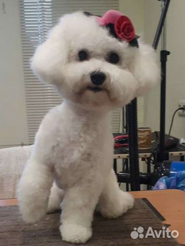 Стрижка собак и кошек