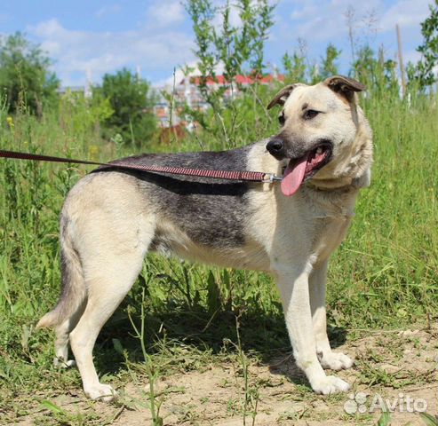 Собака Фета