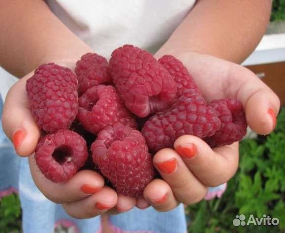 Саженцы малины кустовой крупноплодной