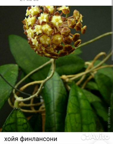 Хойи срезом и укорененные