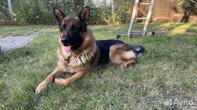 Фото Чистокровной Немецкой Фото Чистокровной Немецкой