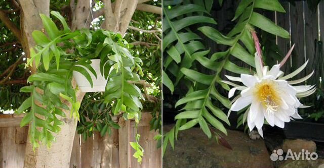 Эпифиллум Марниера с шикарными листьями и цветение