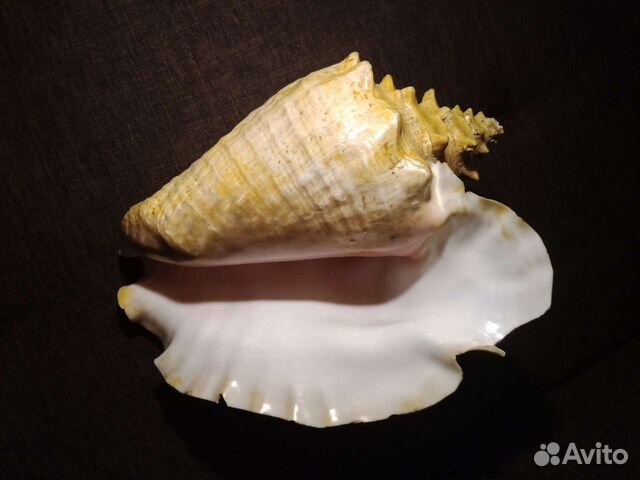 Большая огромная ракушка