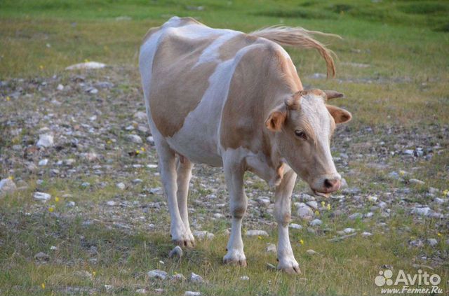 Купить Корову В Арзамасском Районе