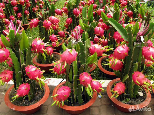 Питахайя (Питайя), семена