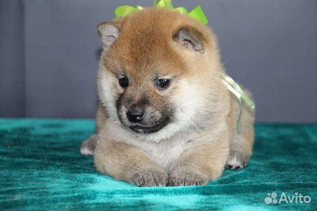 Щенки сиба ину