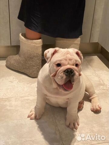 Бульдоги в добрые руки в москве