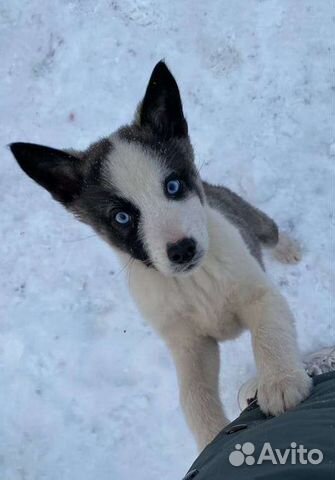 Щенки хаски, 5 месяцев