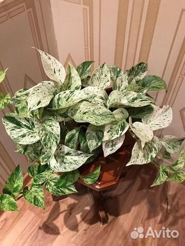 Сциндапсус. Марбл Квин