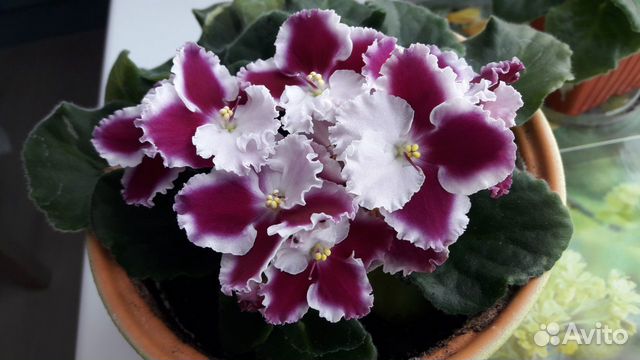 Фиалка Солнечный-2