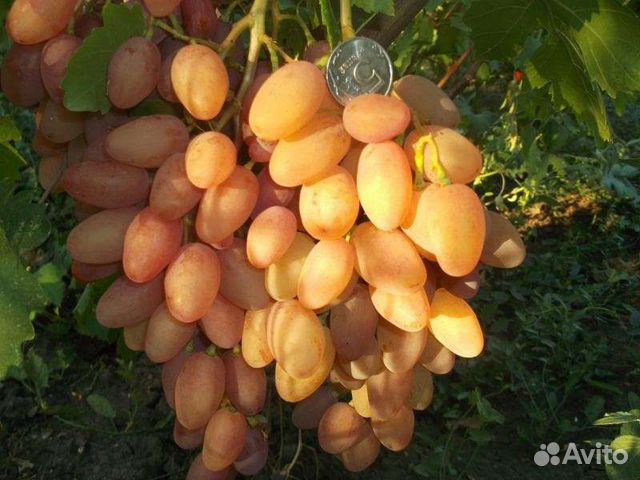 Румба,саженец