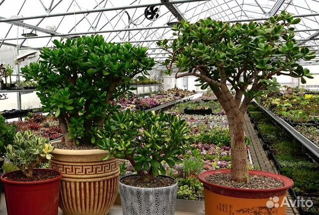 Crassula ovala /денежное дерево/ толстянка