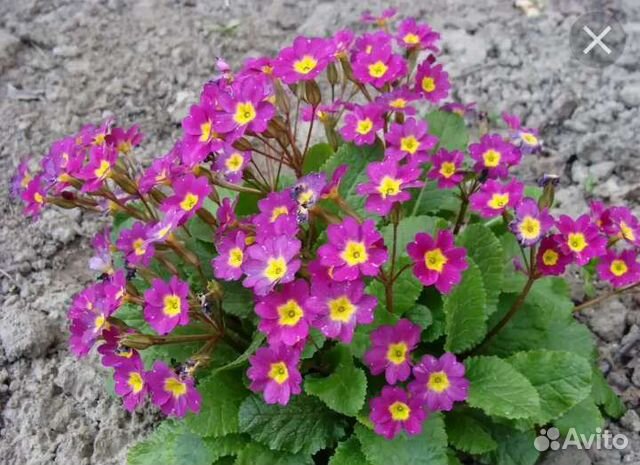 Георгины(клубни) примула