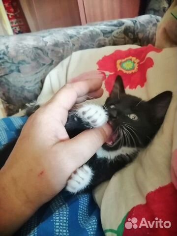 Котенок в дар