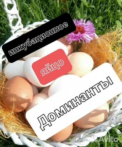 Инкубационная яйцо Доминант