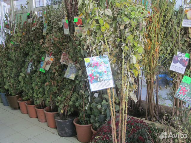 энолог усадьба дивноморское. эвкалипт рассада. оранжерея мацеста сочи. ирга канадская куст. усадьба дивноморское виноградники.