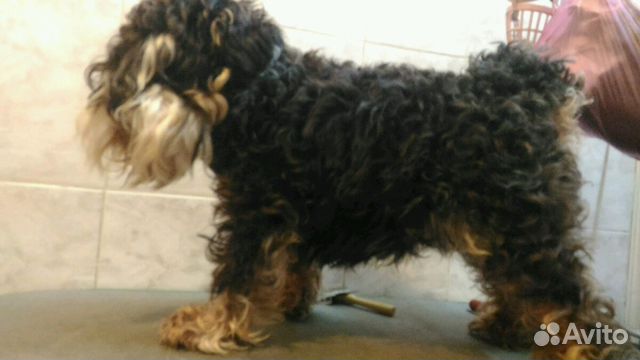 Стрижка собак и кошек