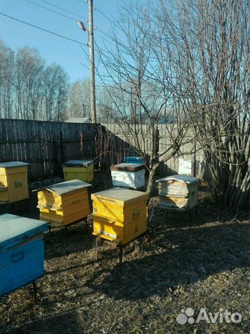 Пчелосемьи, пчёлы купить на Зозу.ру - фотография № 3
