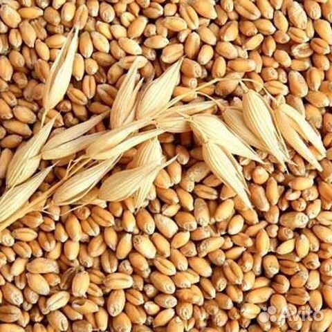 Пшеница 40кг купить на Зозу.ру - фотография № 1