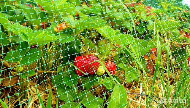 Сетка от птиц 2 м на 5 метров