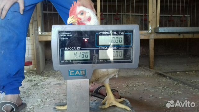 Суточный и подрощеный цыпленок бройлера купить на Зозу.ру - фотография № 2
