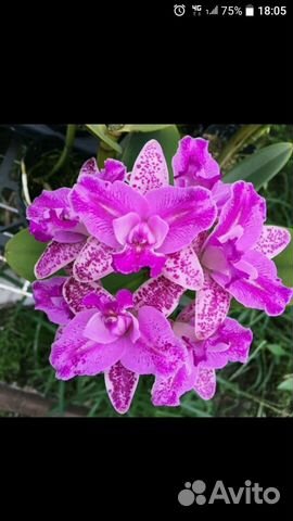 Орхидея каттлея Monte Elegante (ароматная)