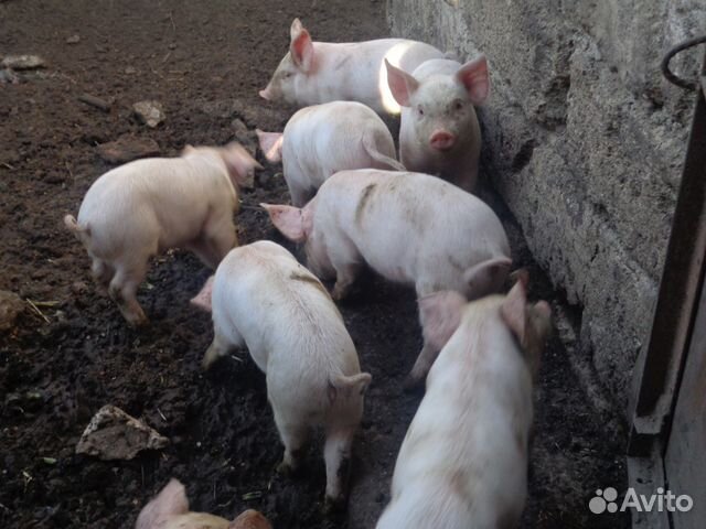 Поросята 1 месяц. Поросята купить на авито Курская область тим Солнцево Мантурово.