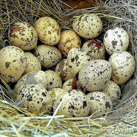 Перепелиные инкубационное яйцо купить на Зозу.ру - фотография № 1