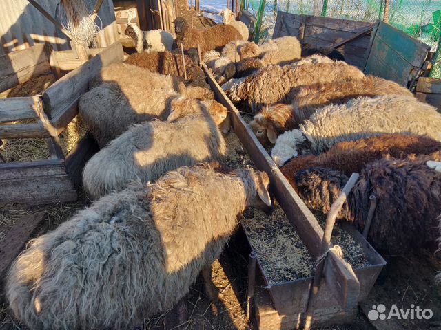 Овцы Курдючные породы с ягнятами купить на Зозу.ру - фотография № 4