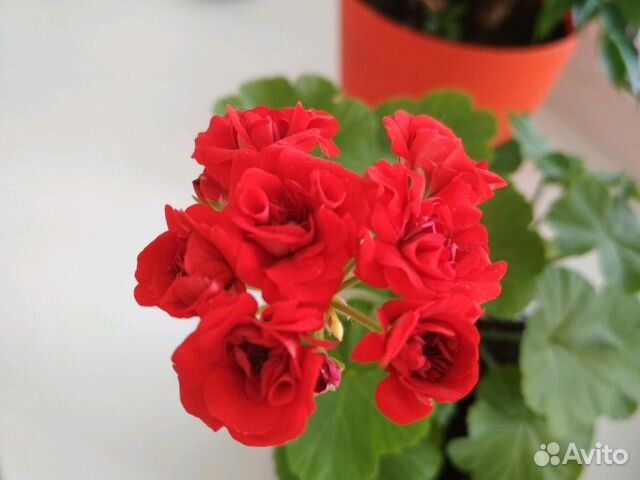 Пеларгония герань