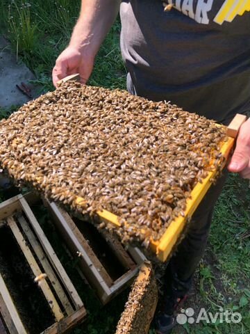 Пчелы пчелопакеты купить на Зозу.ру - фотография № 6
