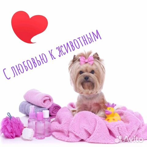 Стрижка собак, обучение грумингу