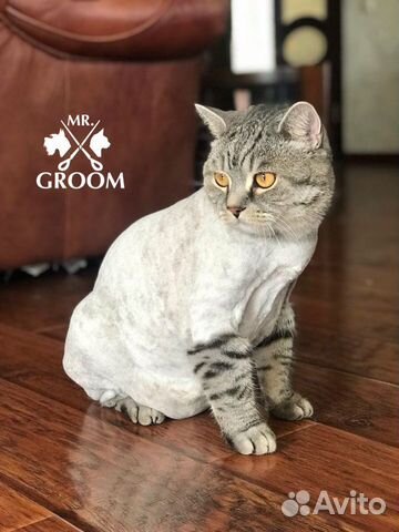 Стрижка кошек от Mr Groom Стрижка кошек от Mr Groom