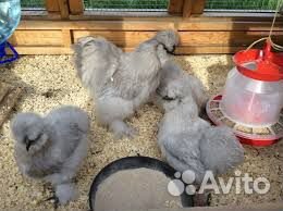 Цыпленок. Яйцо купить на Зозу.ру - фотография № 4