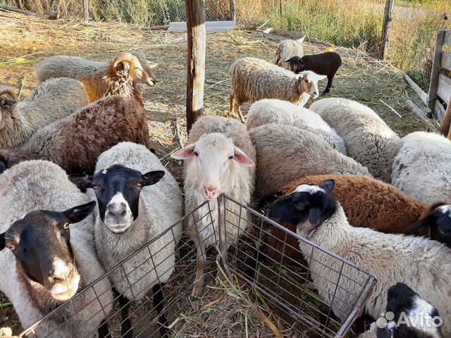 бараны на племя. тексель порода овец характеристика. свиней таких овцы бараны. бараны на племя. баран на племя.