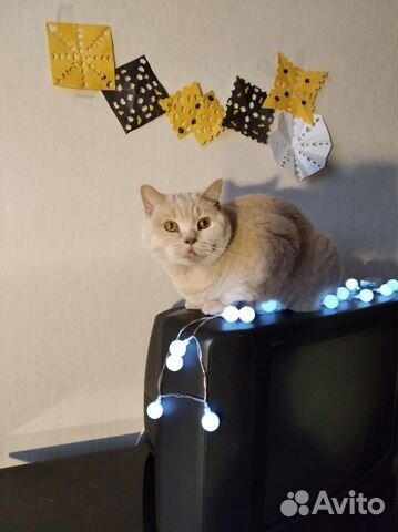 Репетитор по французскому, английскому языкам