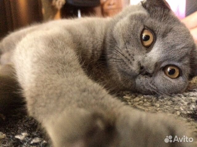 Кот на вязку