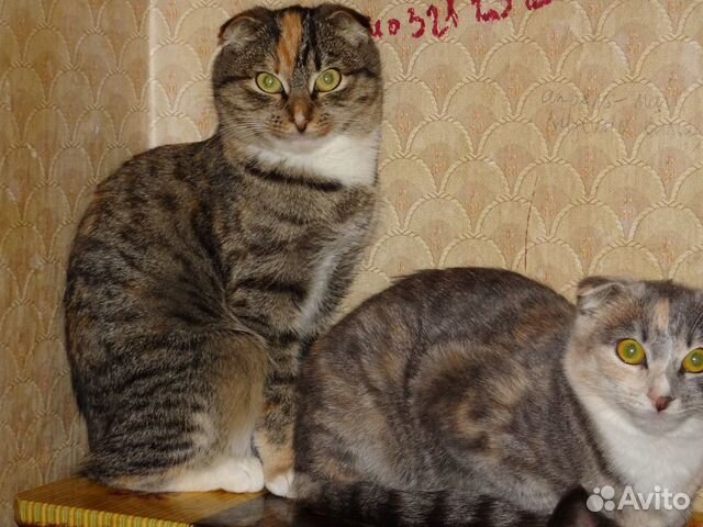 Домашние котята купить на Зозу.ру - фотография № 6