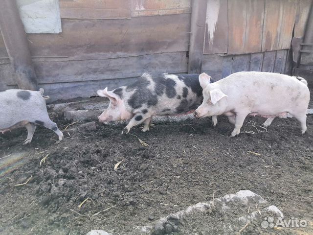 Свиньи на мясо купить на Зозу.ру - фотография № 3