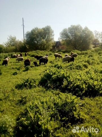 Овцы бараны курдючной породы козы козлята нубийски купить на Зозу.ру - фотография № 4