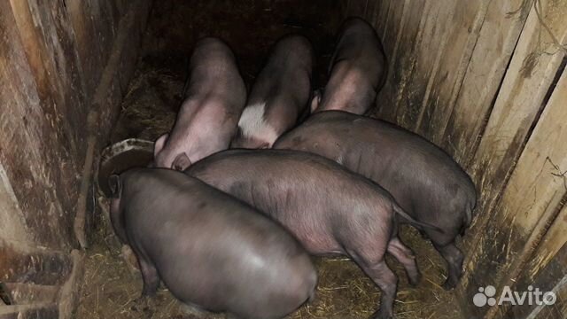 Вьетнамские свиньи купить на Зозу.ру - фотография № 5
