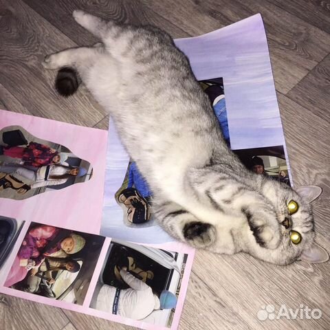 Британская кошка ищет жениха купить на Зозу.ру - фотография № 7