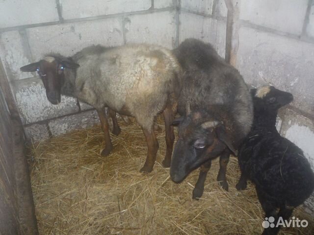 Поросята, хряк, бычок, овцы купить на Зозу.ру - фотография № 2