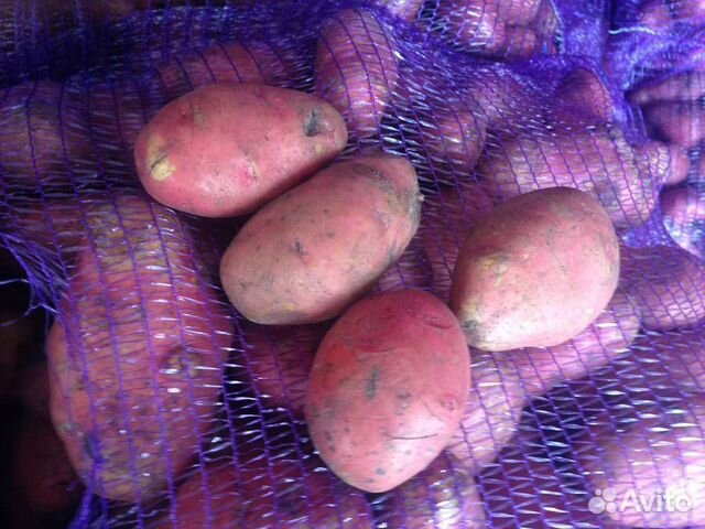 Красный картофель рэд, доставка