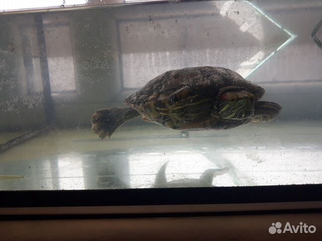 Аквариум с черепахой купить на Зозу.ру - фотография № 2