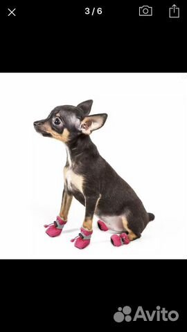 Обувь для собак купить на Зозу.ру - фотография № 5