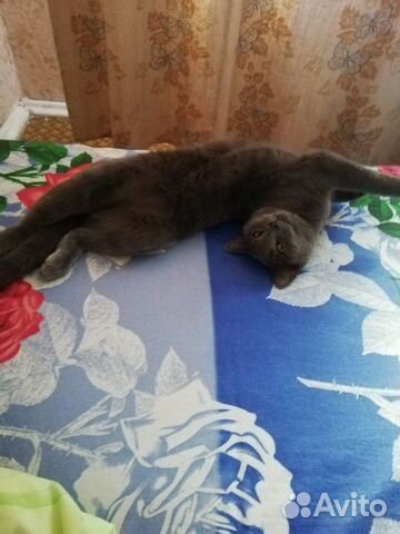 Кот Кот