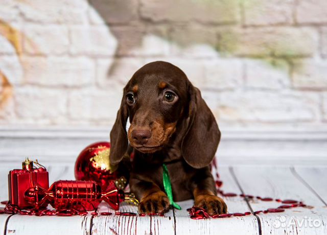 Купить Таксу В Донецке Щенка