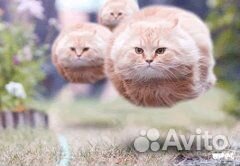 Летаюший кот купить на Зозу.ру - фотография № 1