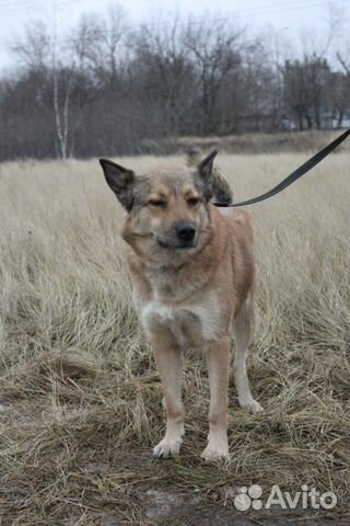 Добрая собака Чили бесплатно в добрые руки купить на Зозу.ру - фотография № 10